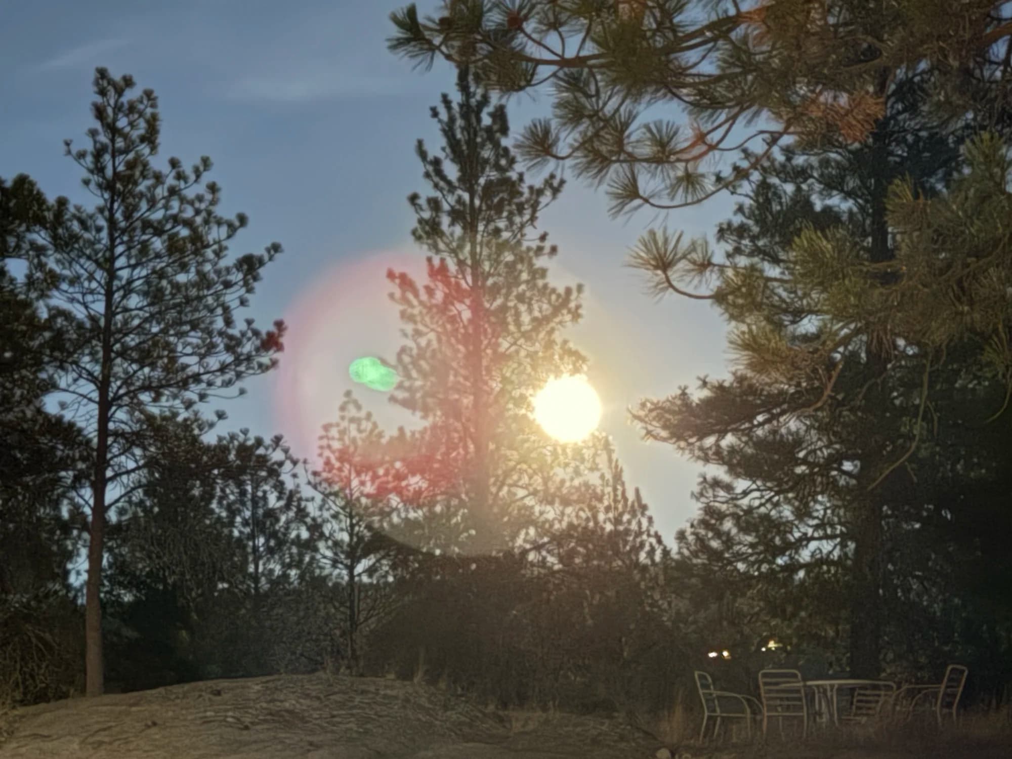 Sunlight bursting through Osoyoos desert pines near Nk'Mip Cultural Centre